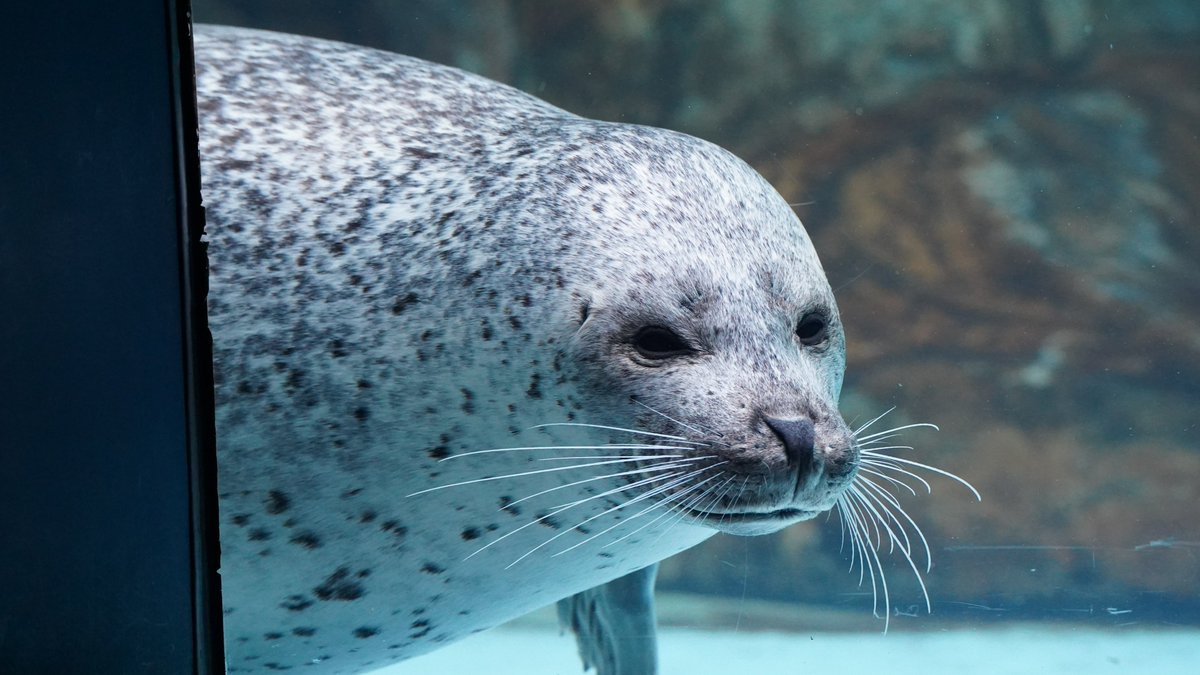 あざさん🦭あざらクリエイター (@phoca_studio) / Posts / X