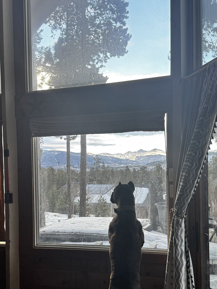 Mommy’s Jaguar 🐆 

Born to be a tight end, built like a linebacker 

This is your sign to get a Cane Corso