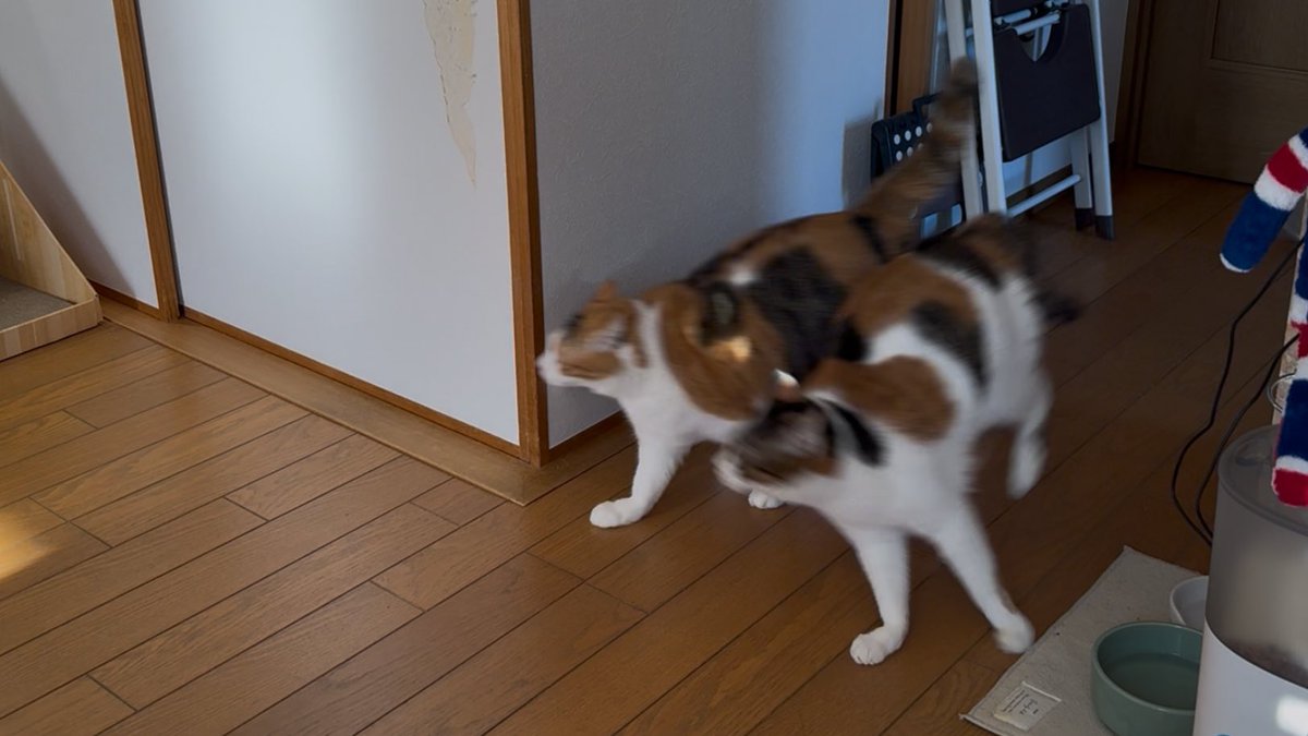 あけまして おめでとう ございます 新年が出走です！