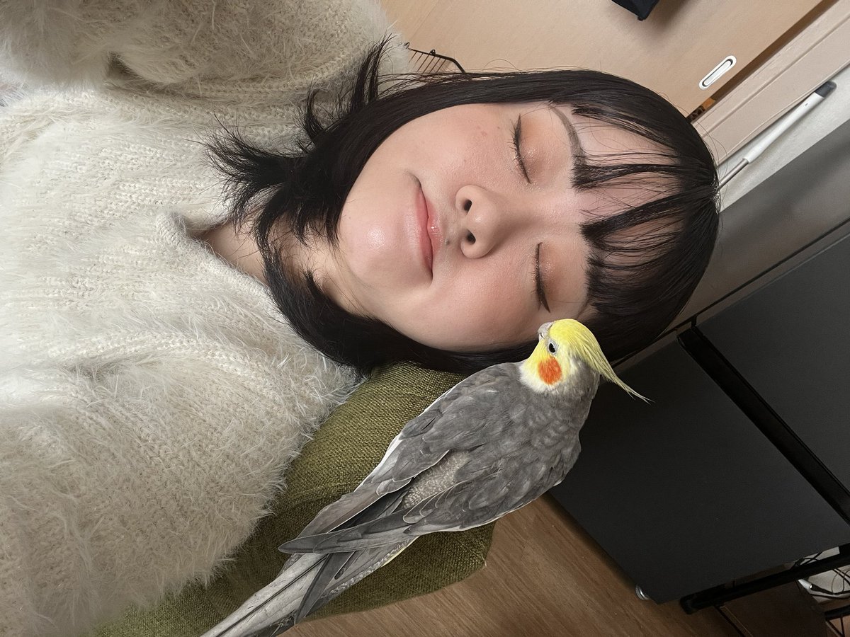 wakamiyaharu's tweet photo. 酉年ではありませんが、家の鳥と。
2026年もジタバタ生活を乗りこなしていきたいです。
どうぞよろしくお願いします！ https://t.co/5RumkEtXjr