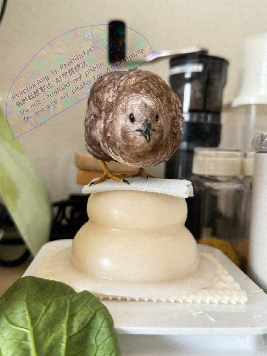 ポポチョロ🐦💨 (@1b4fc39ec9e04d3) / Posts / X