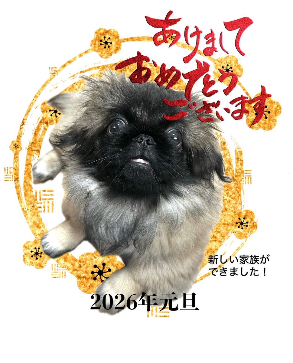 新年明けましておめでとうございます。
今年は年賀絵描けなそうなのでリアル年賀状の画像を🤣
今年もよろしくお願いします‼️ 