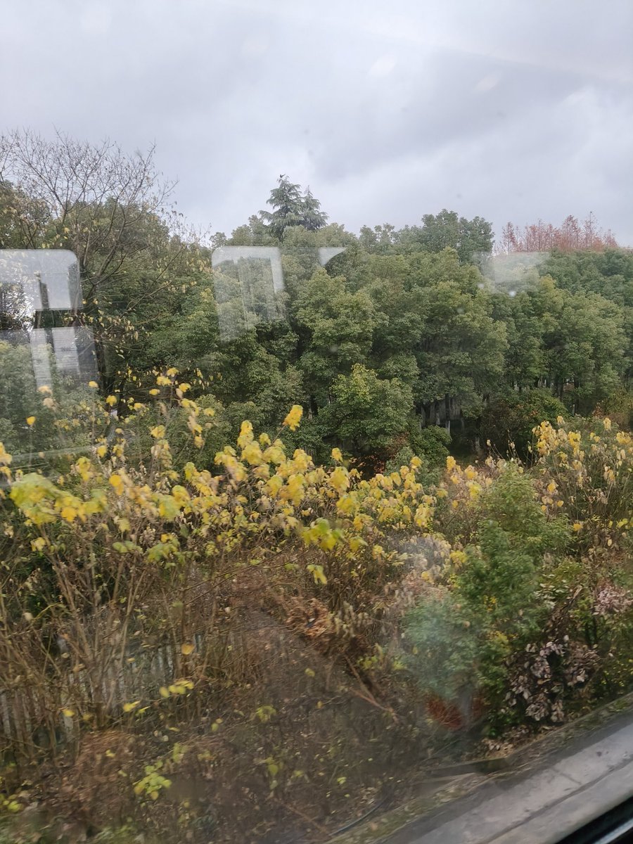 chichi_334's tweet photo. 又是艳阳天 https://t.co/T7ewaiF0Y0