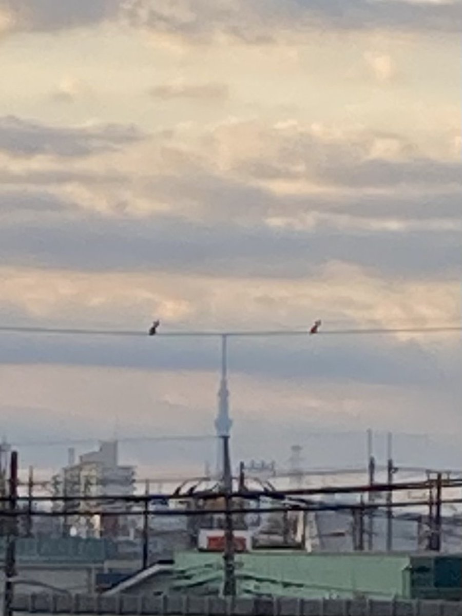honobonotai_1's tweet photo. 一瞬だけ拝めた初日の出
初富士山
初筑波山
初スカイツリー

初詣のおみくじは吉でした https://t.co/JI8doH7R2X