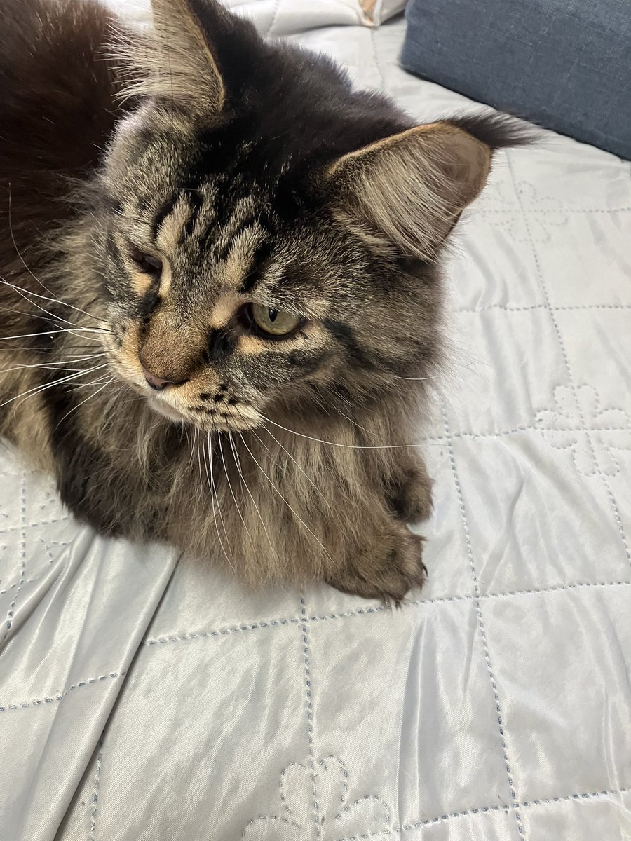 chacha_mune's tweet photo. あけましておめでとう御座います🥳
元気に長生きしてね！
#cat #猫 #メインクーン #ねこ https://t.co/4mMjex1qS2