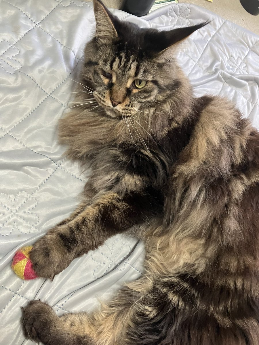 chacha_mune's tweet photo. あけましておめでとう御座います🥳
元気に長生きしてね！
#cat #猫 #メインクーン #ねこ https://t.co/4mMjex1qS2