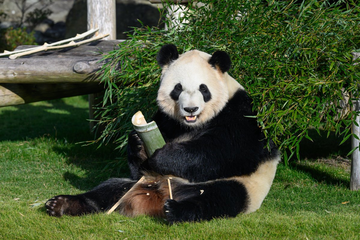 専用　シャンシャン　彩浜　楓浜 🐼🌈🍁 昨日の社長と副社長🤭 社長が何かおっしゃってます🌈 (音ありで