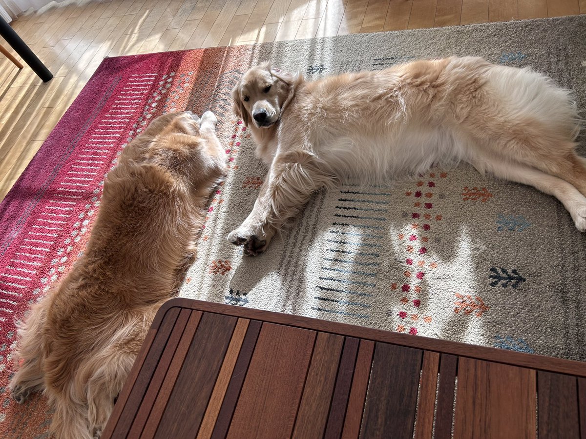 わんこ寝正月。。😆