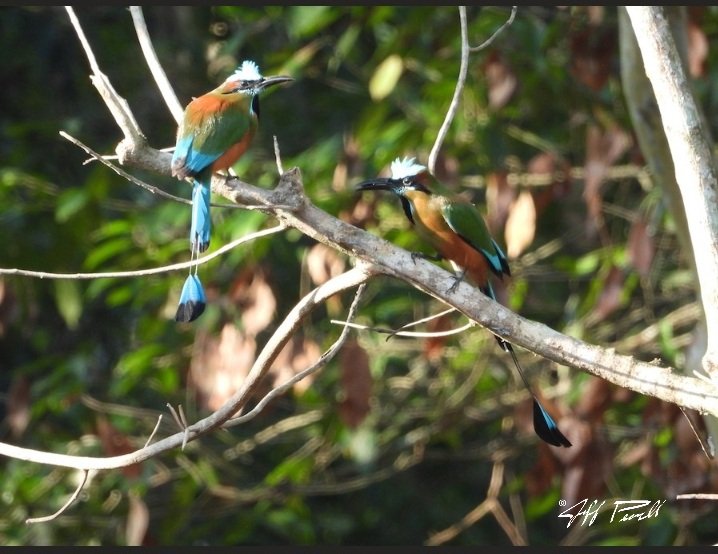 jefe_13's tweet photo. My favorite bird of 2025 - Turquoise-browed Motmot,  Quintana Roo, Mexico https://t.co/x07tON8KIP