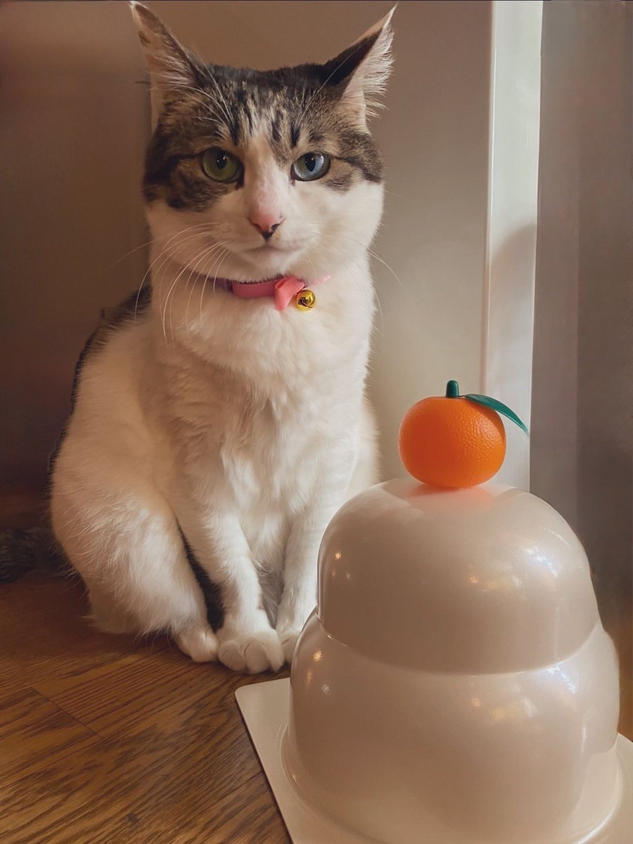 明けましておめでとうございます🐴
2025年は沢山お世話になりました✨️
2026年も宜しくお願い致します🙇🏻‍♀️

皆様の笑顔溢れる1年になりますように🐎✨