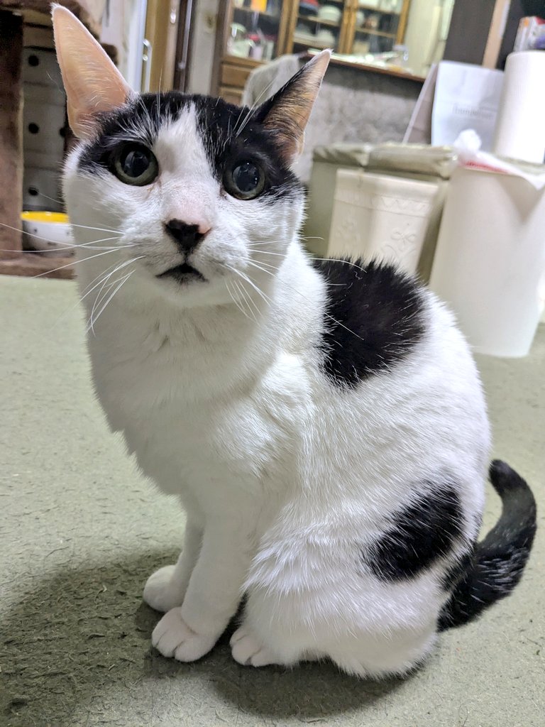 gamukaru's tweet photo. あけましておめでとうございます
昨年は大変お世話になりました、今年もふわふわのカルちゃんを宜しくお願い申し上げます https://t.co/HSh1dqnv6u