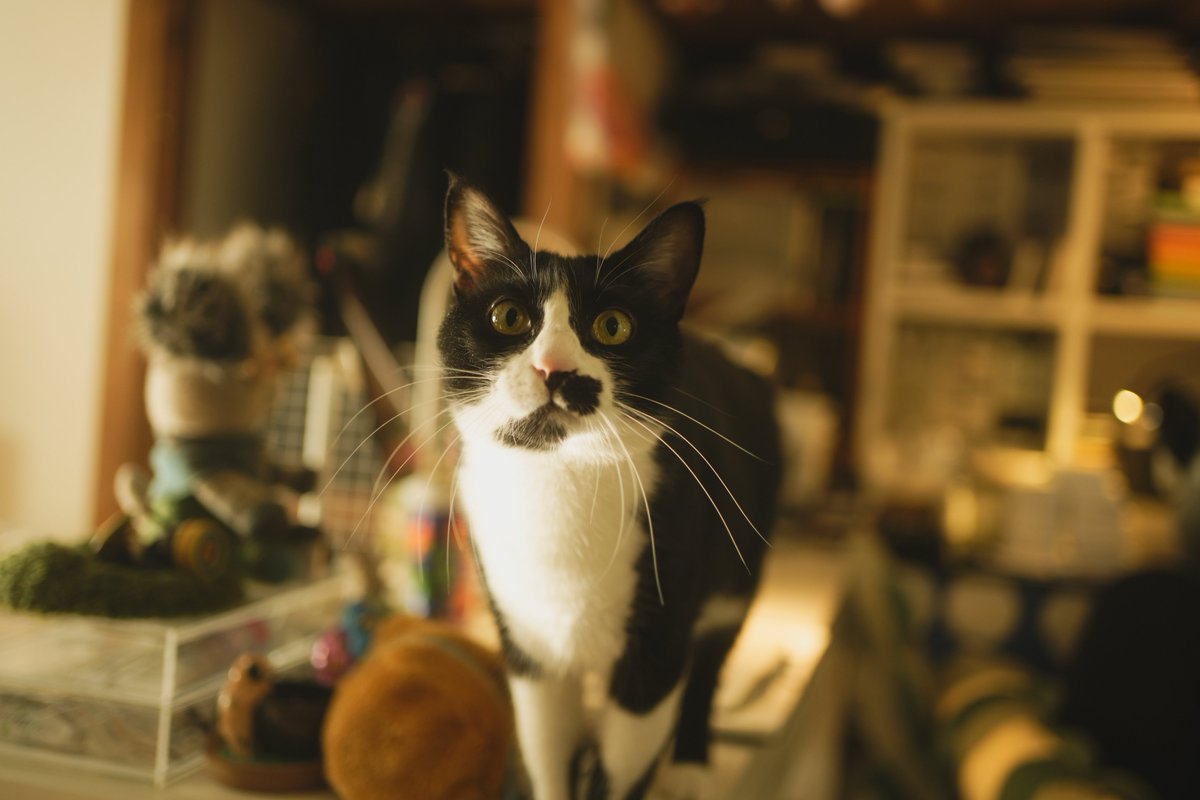 Nao (@Naonox_photo) / Posts / X