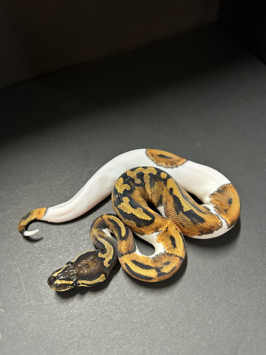 DAYO (@DAYO_DAYO_23) / Posts / X