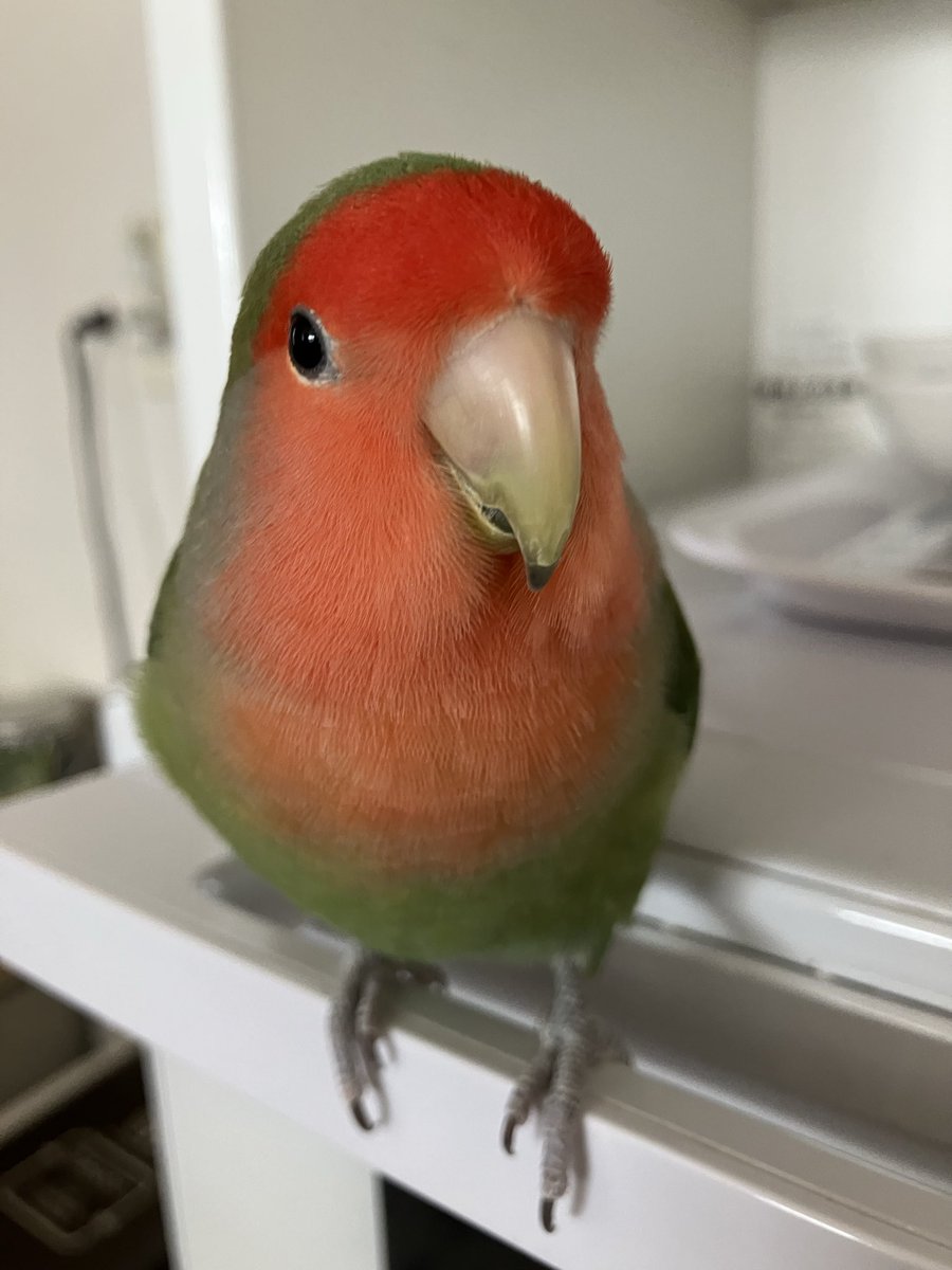 新年、明けましておめでとうございます🎍
低浮上ですが、本年も糸ちゃん共々宜しくお願いします🙇
皆様も良い一年になりますように‥