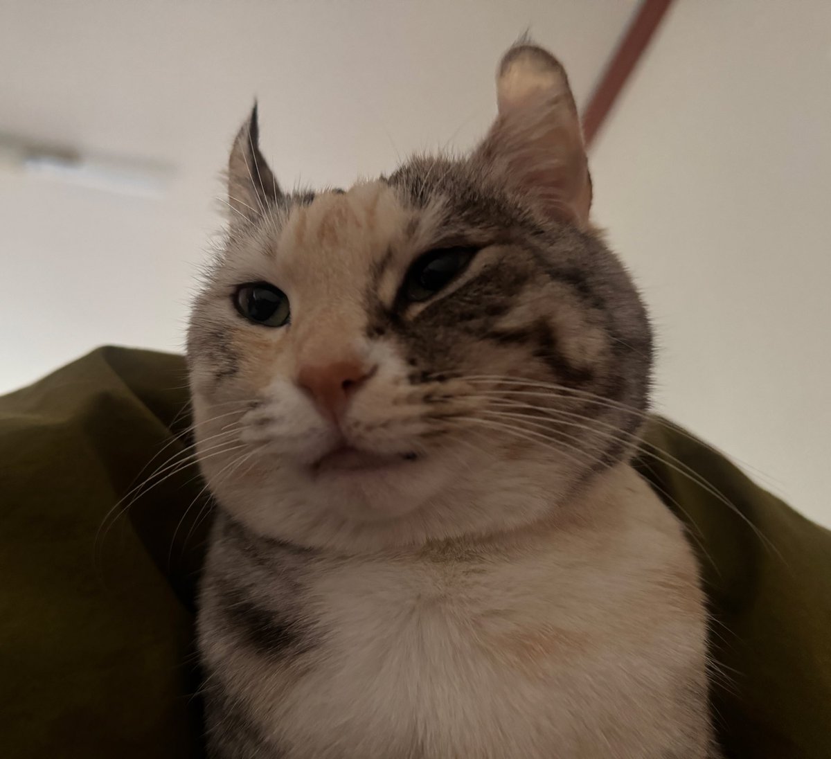 분홍코를 만지면 복이 와요
새해복 많이 바드세요