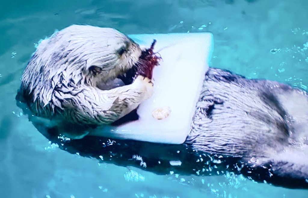 キラちゃんとメイちゃんの新春お正月ライブ配信可愛かった♥毎年お誕生日やクリスマスに貰える伊勢海老やイカのアイスケーキを今日も貰ってました😆豪華だよねー‼️人間でも年に何度も伊勢海老とか食べられないよ😅ずーっと、ずーっと元気でいてね🌟