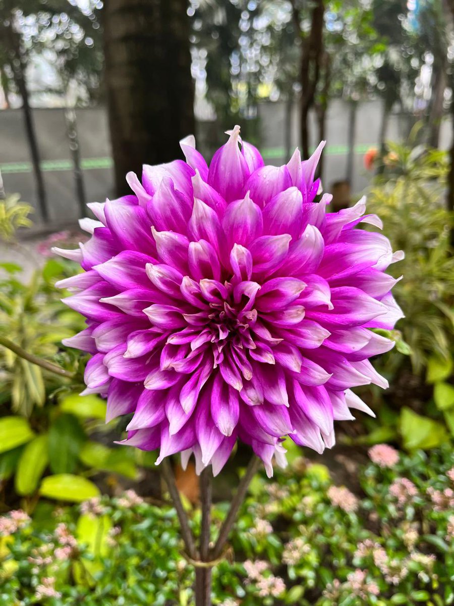 P C Gupta tweet media