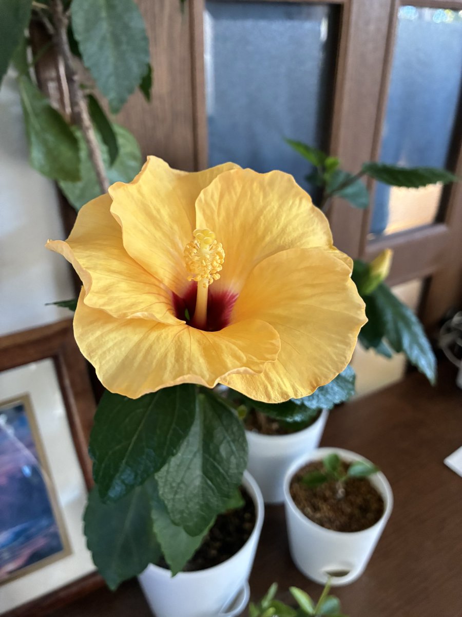 お部屋の 幸せの黄色いハイビスカス🌺 2026年1月1日 初ハイビスカス