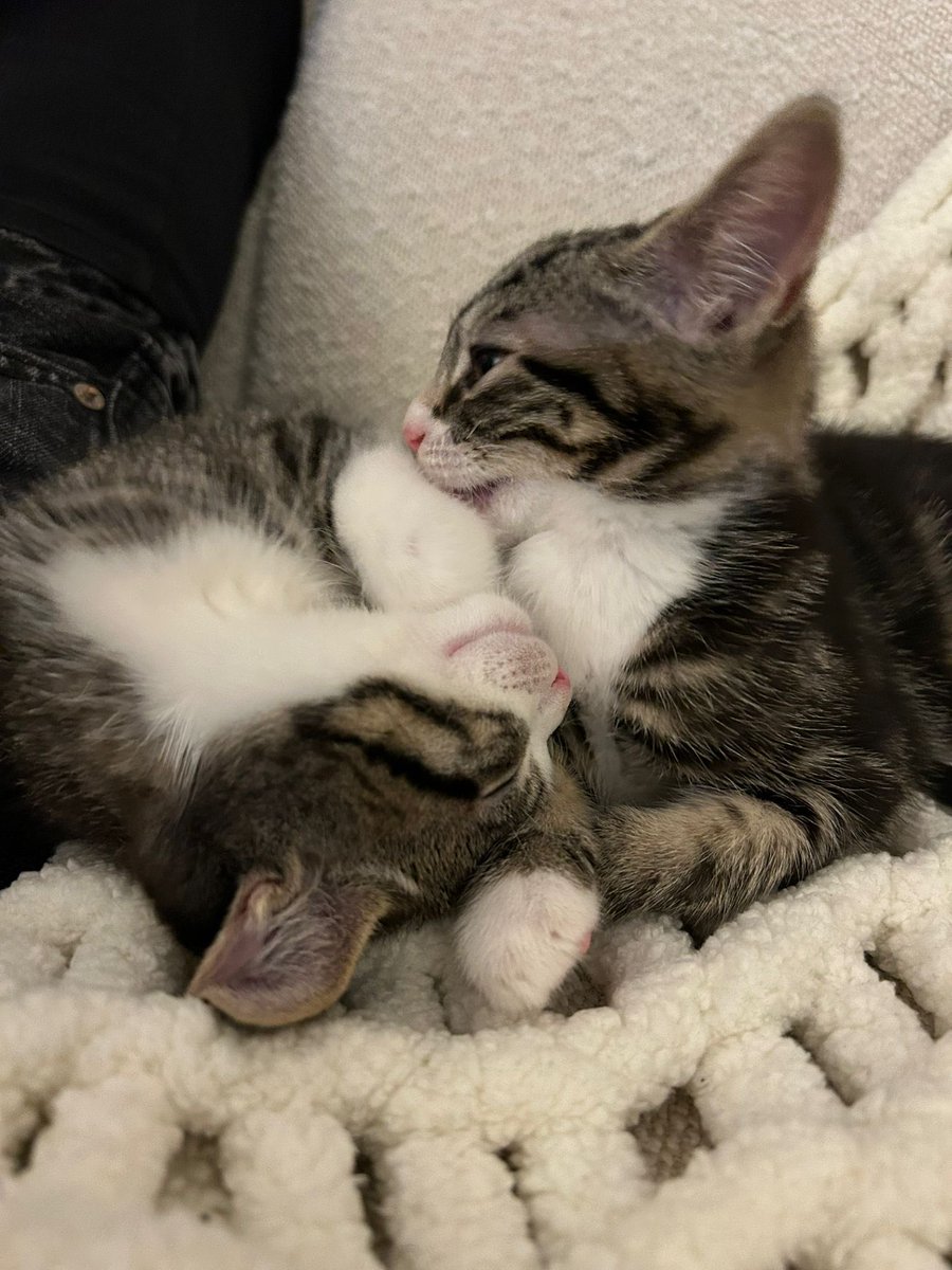 Miss Thompson PE tweet media