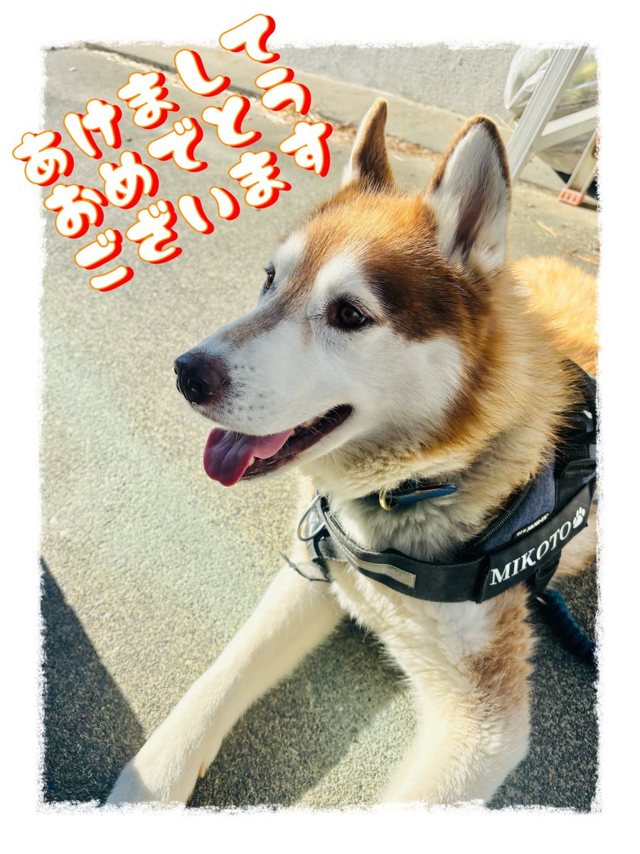 シベリアンハスキーのミコト (@MikotoHusky) / Posts / X
