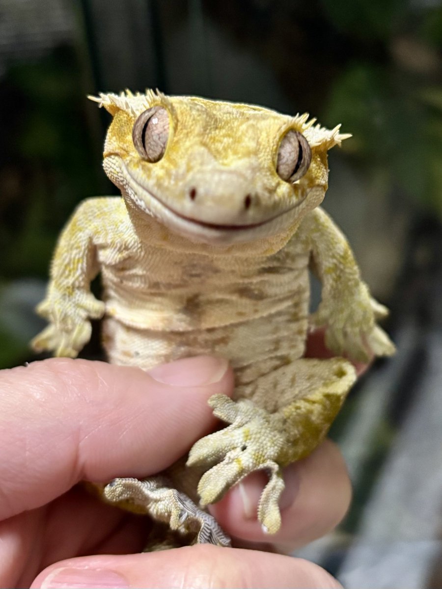 新年明けましておめでとうございます🦎✨
みなさまにとって素晴らしい一年となりますように🦎🐸🐿️

#クレステッドゲッコー