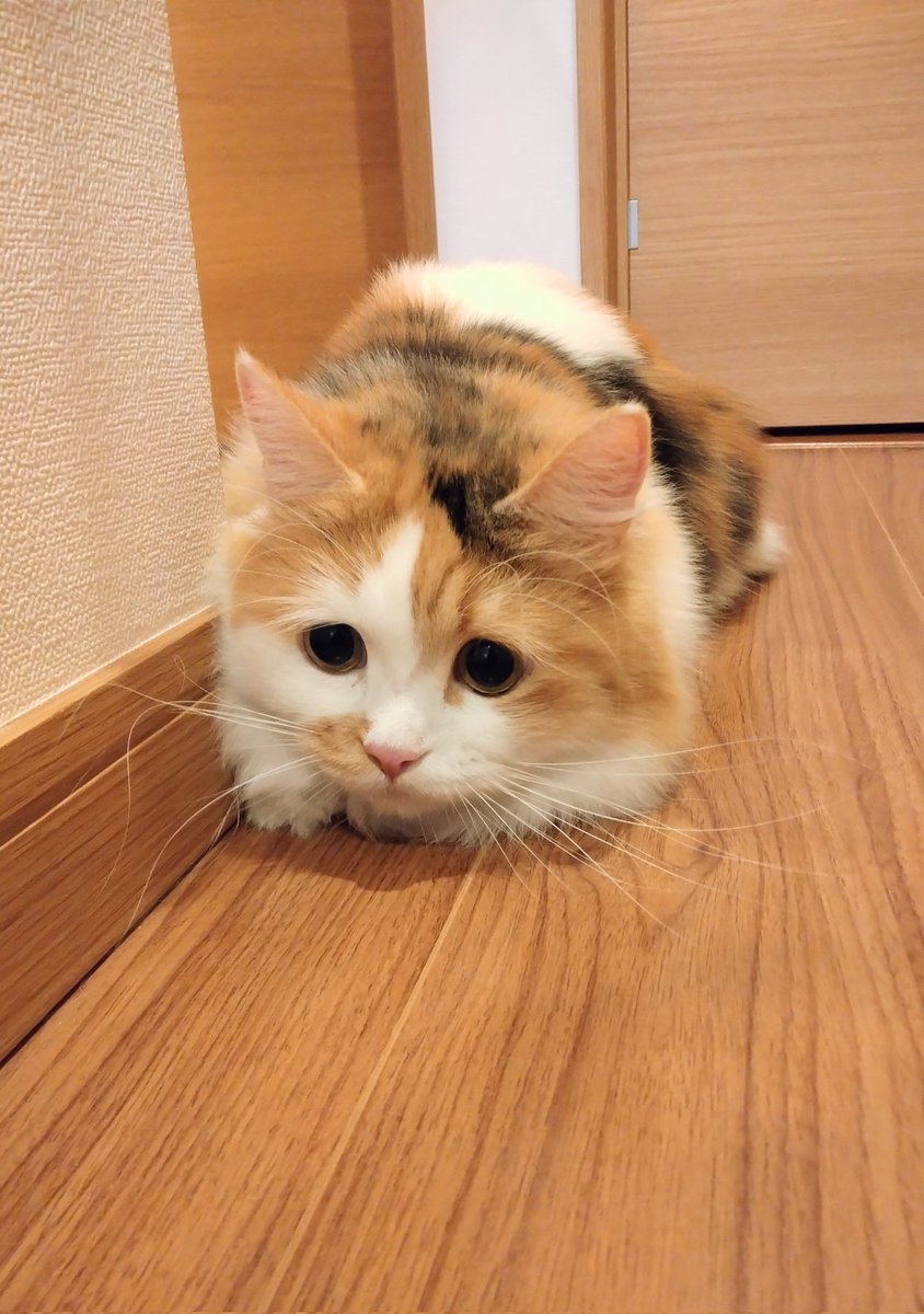 ネコ好きおじさん (@nekomito0729) / Posts / X