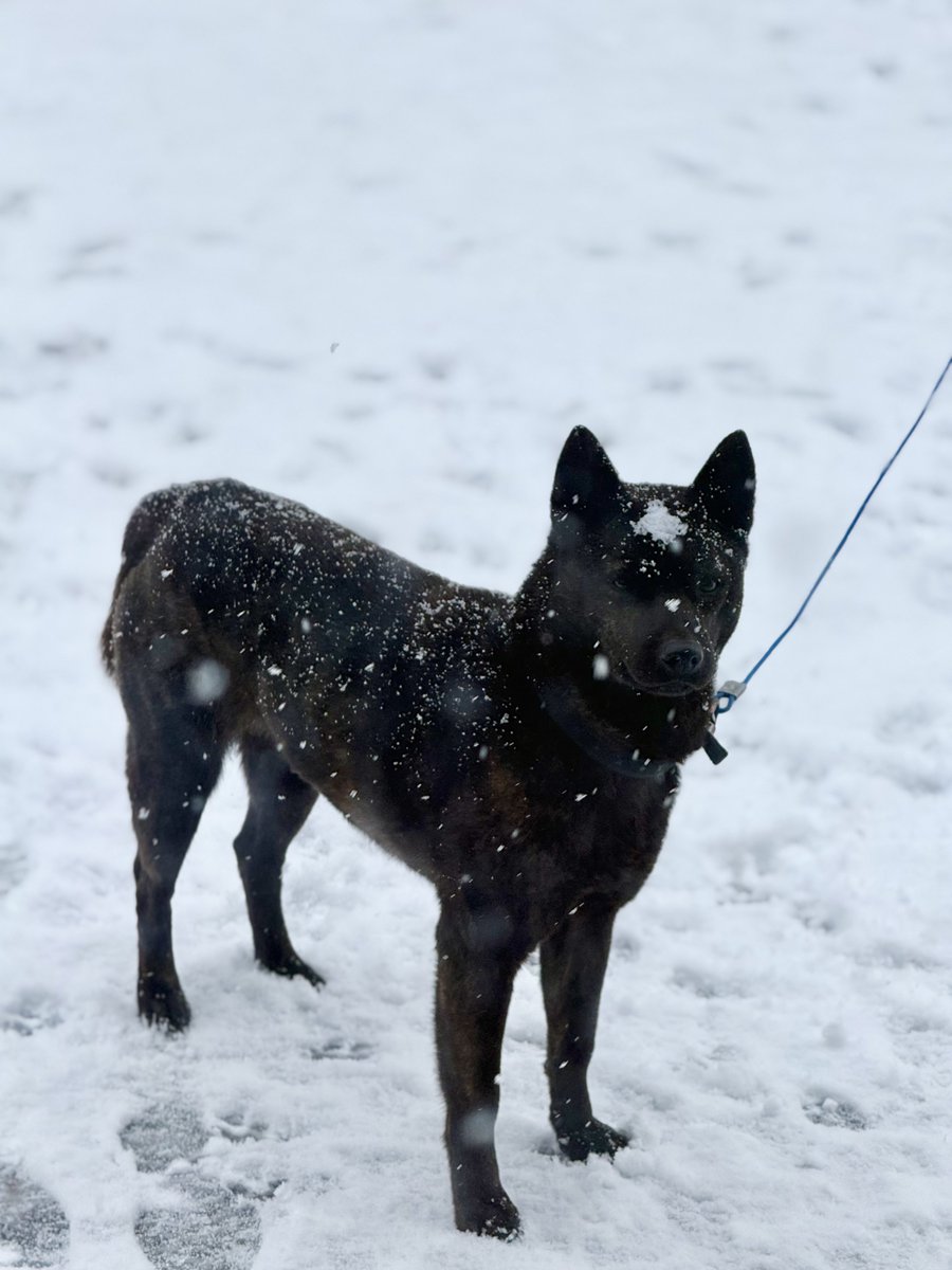 あけましておめでとうございます🌅
2026年も黒虎ちゃんを
よろしくお願いいたします💖