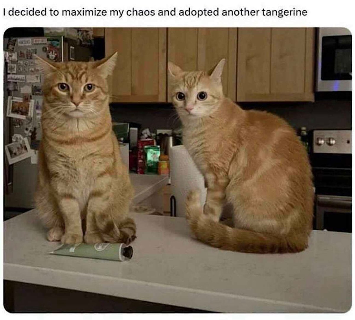 catsnkittys's tweet image. Two times the chaos !!