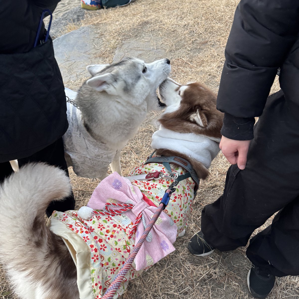 ︎✿あんず✿ハスキー (@husky_anz0516) / Posts / X