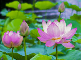 Life2See's tweet image. Nhân quả không thiên vị ai. #Umi @Pact_Swap @_technotainment @YOM_Official