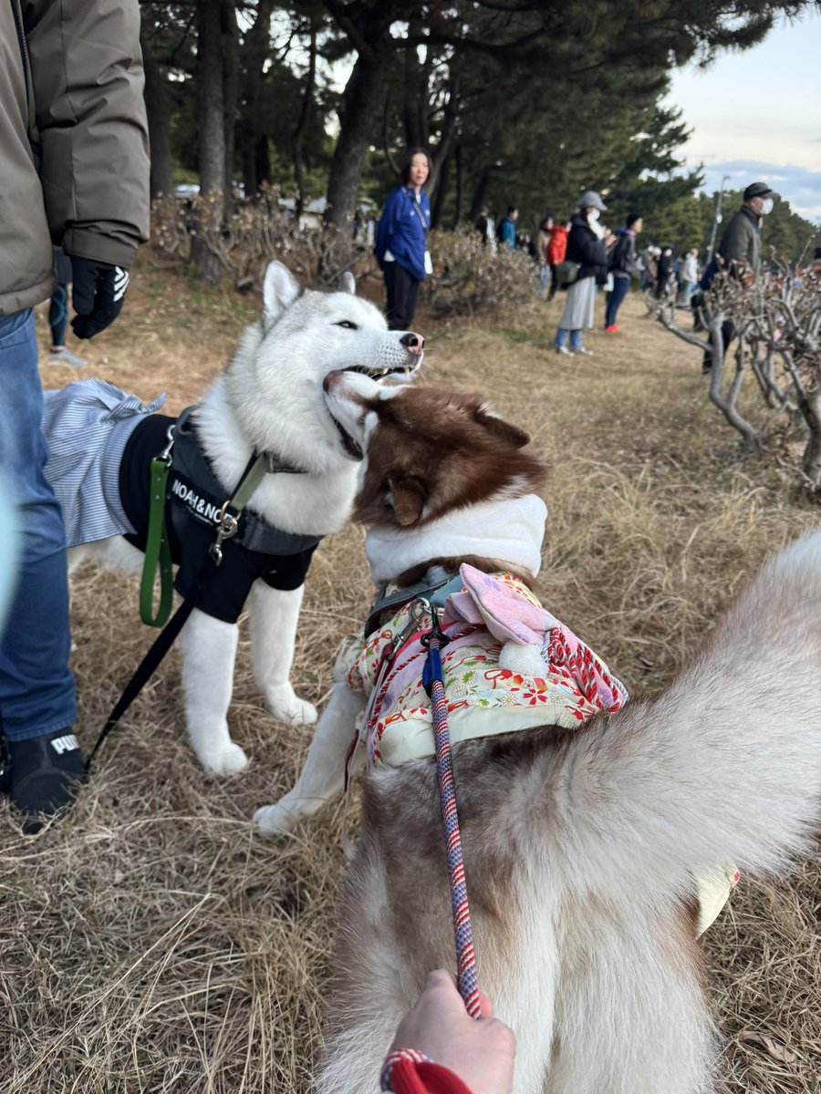 ブルーハスキー♡ ︎✿あんず✿ハスキー (@husky_anz0516) / Posts / X