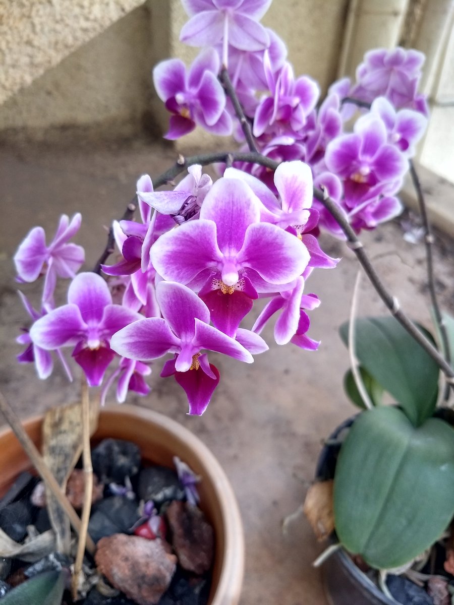 Happy new year ,wish you all Good health,Laughter and great memories and plenty of time to enjoy nature's bounties💐💐💐
#HappyNewYear2026  #Orchids