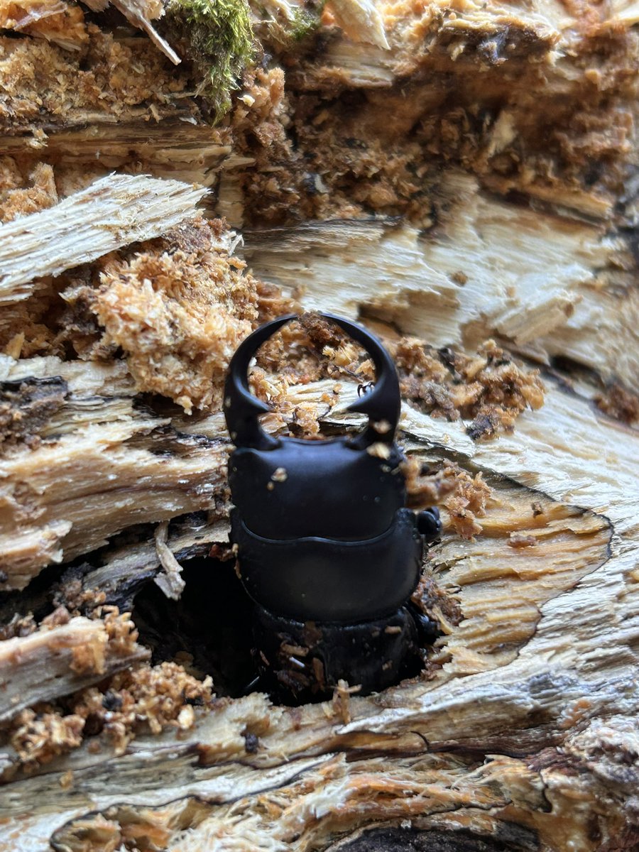 今日は一人でオオクワ採集❕

新年一発目に成虫材に当たりましたが
全部中歯😉

皆様本年も宜しくお願い致します🙇‍♀️