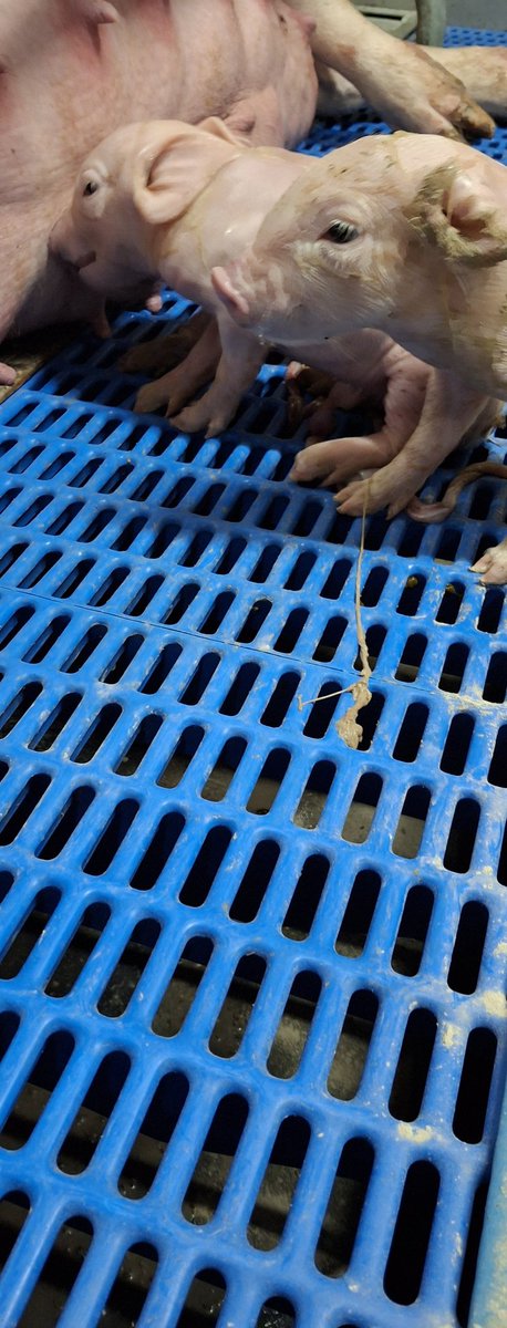 De eerste biggen van het nieuwe jaar worden geboren 🐽🐽🐽. Goedemorgen! ☀️