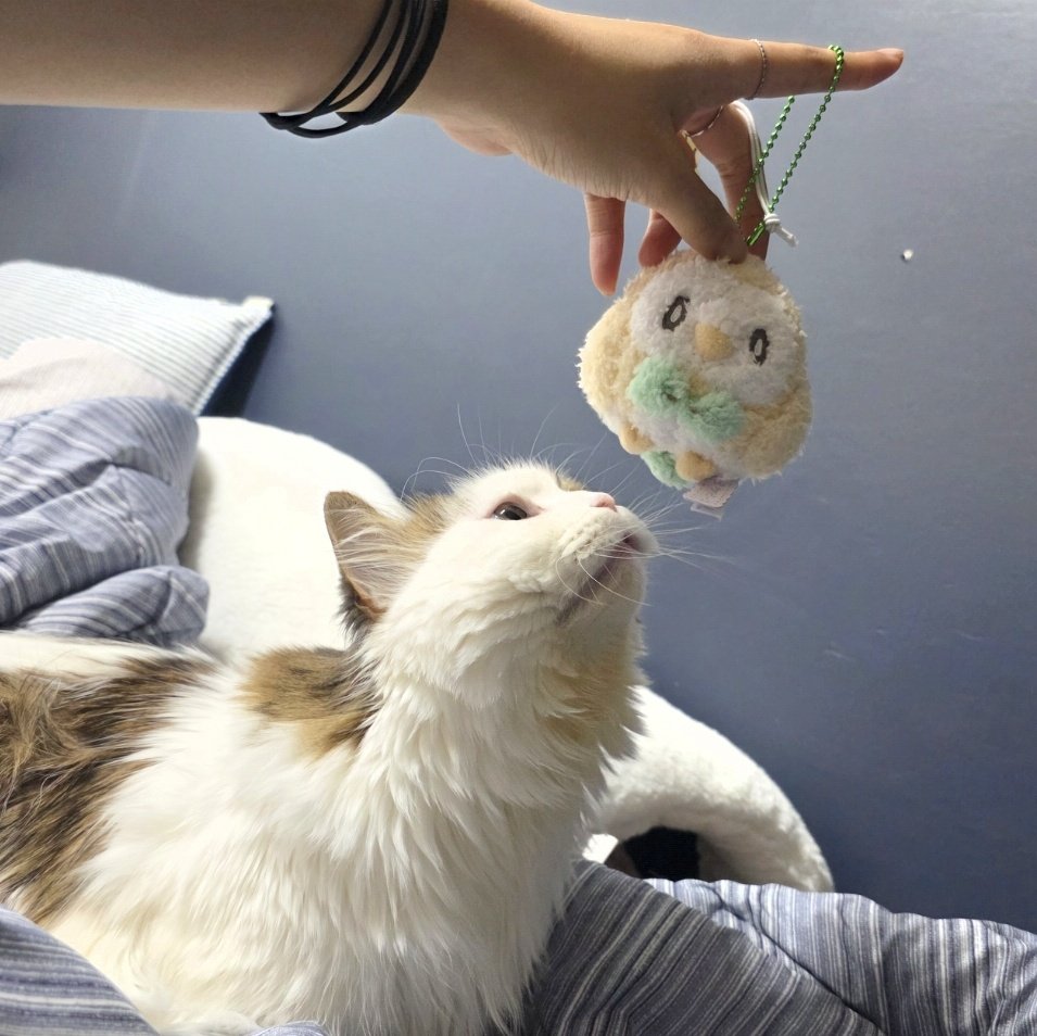 말랑꿀콩떡 미로 (@miro_1228) on Twitter photo 