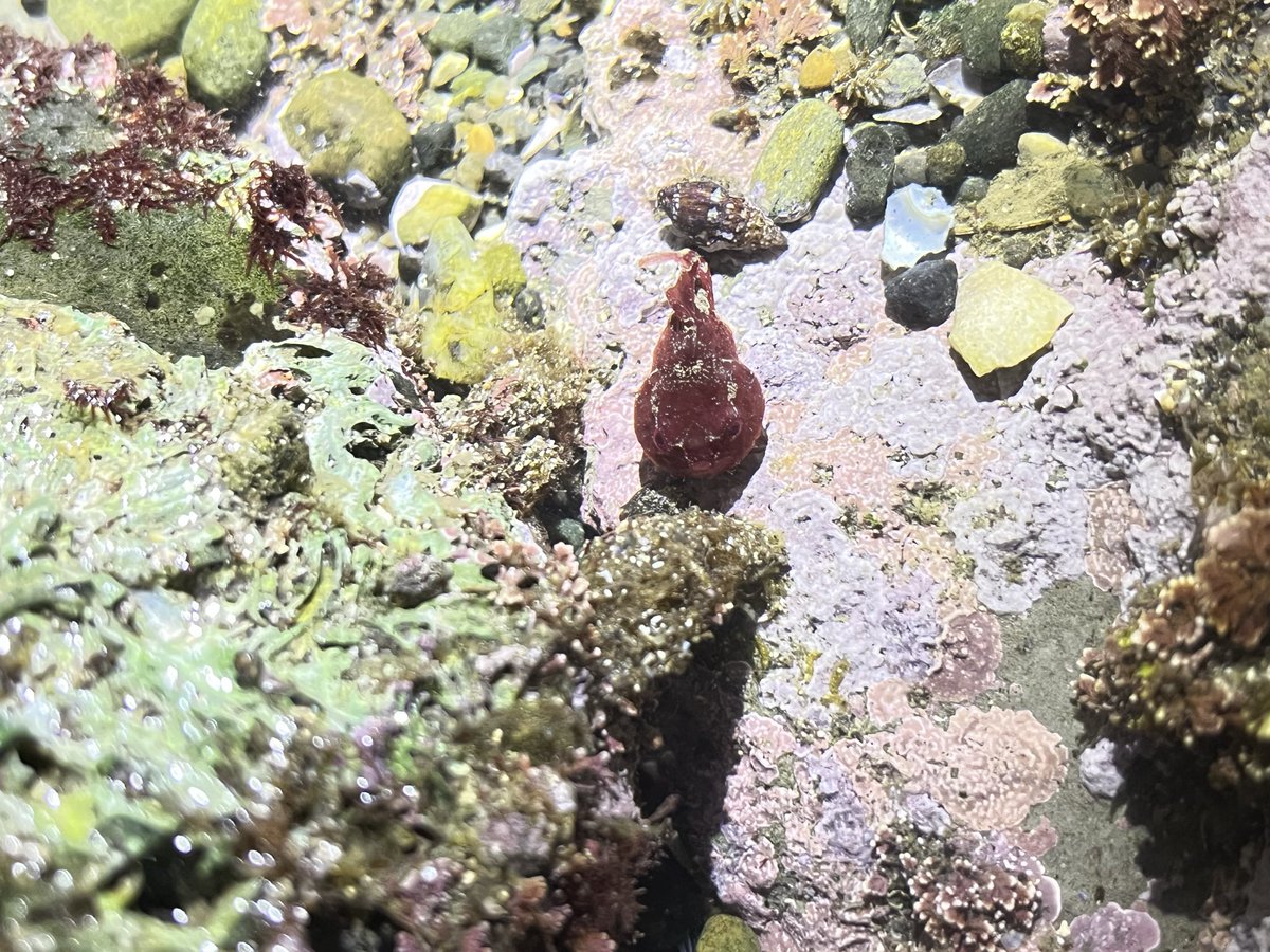 観音崎生物調査チームNEO tweet media