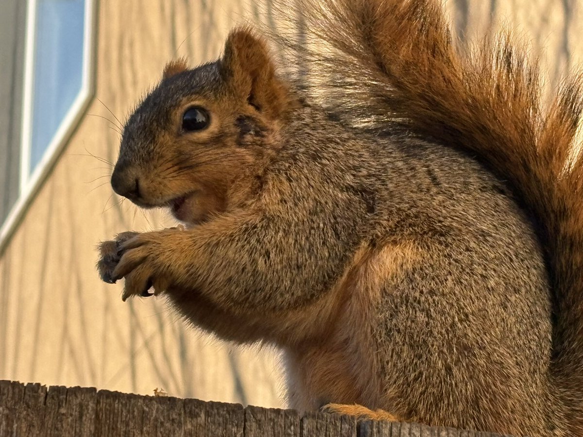 明けましておめでとうございます🌅
猫さんやリスさん達とわちゃわちゃしている内に年が明けてしまいました。
2025年は30年位振りに試験勉強をしたり、新しい土地を訪れたりと挑戦の年だったので、今年はもうちょっとお気楽でもいいかも？起こる事にあわてず怯まず、スルっと生きて行きたいな。