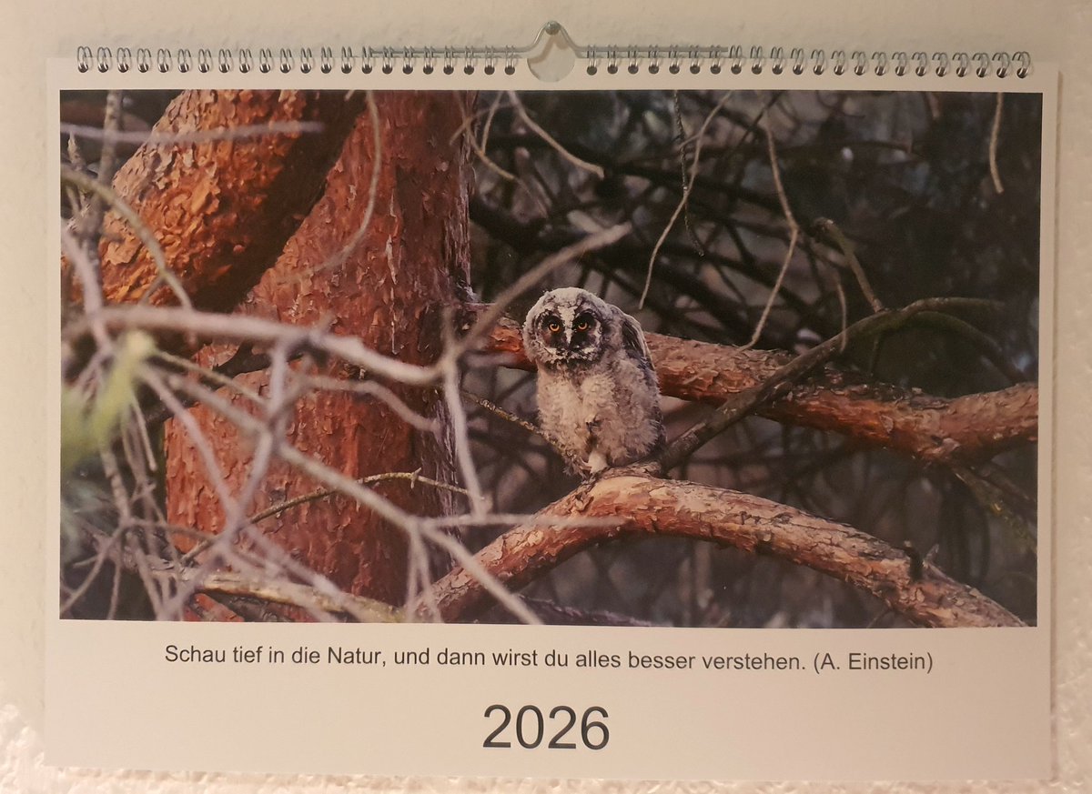 Wilde Wiese tweet media