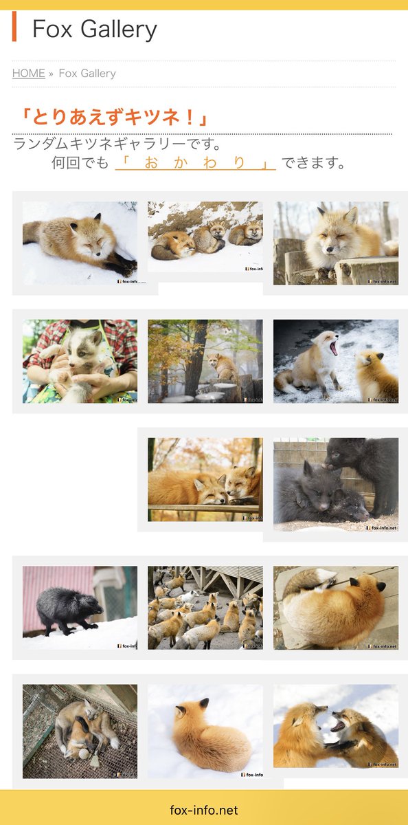 キツネ写真館@C107コミケ12/31(水)西2あ73ab (@fox_info_net) / Posts / X