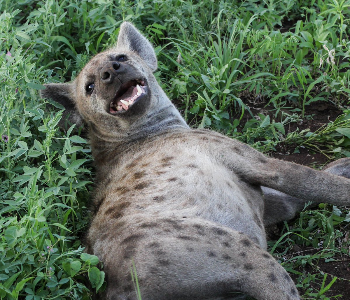 marcoyeen's tweet image. Man I haven’t hyena posted since last year…

Anyways give y’all’s leftover to this yeen and I hope 2026 is a great year for y’all no matter what is happening it can always change for the better, TAKE CARE!!!!!