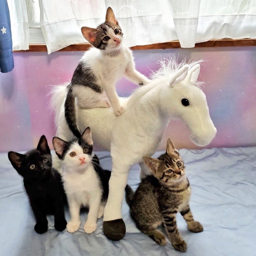 かのん🐈️🏇 (@kanon287) / Posts / X