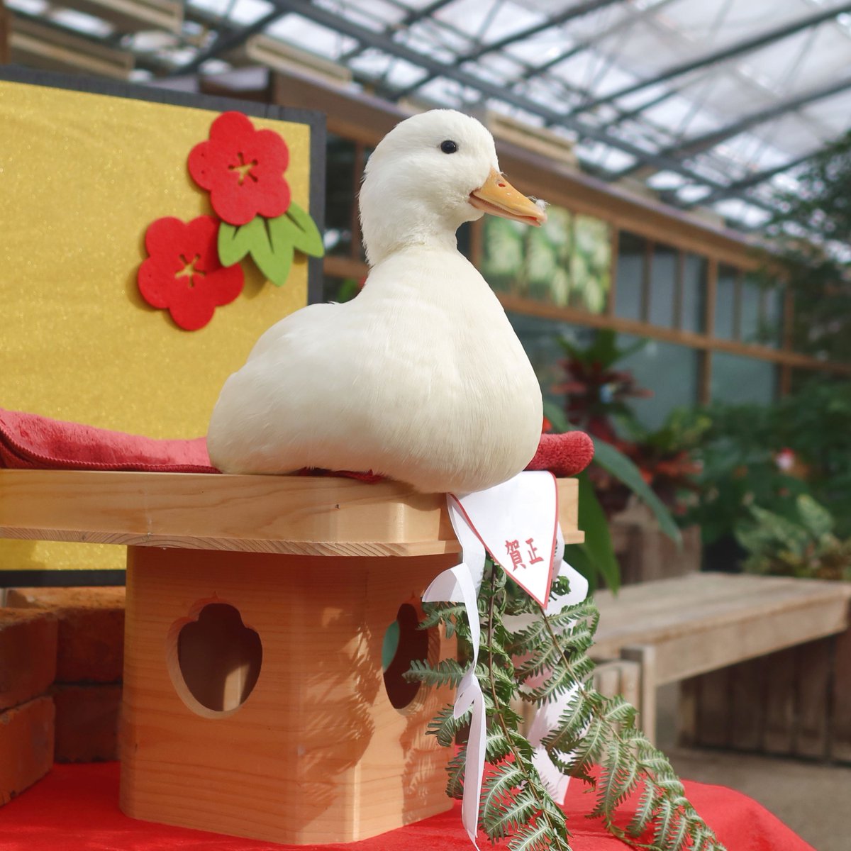 matsuevogelpark's tweet image. あけましておめでとうございます。
鏡もちを飾り、お客様をお迎えする準備が整いました。

#鏡もち　#コールダック