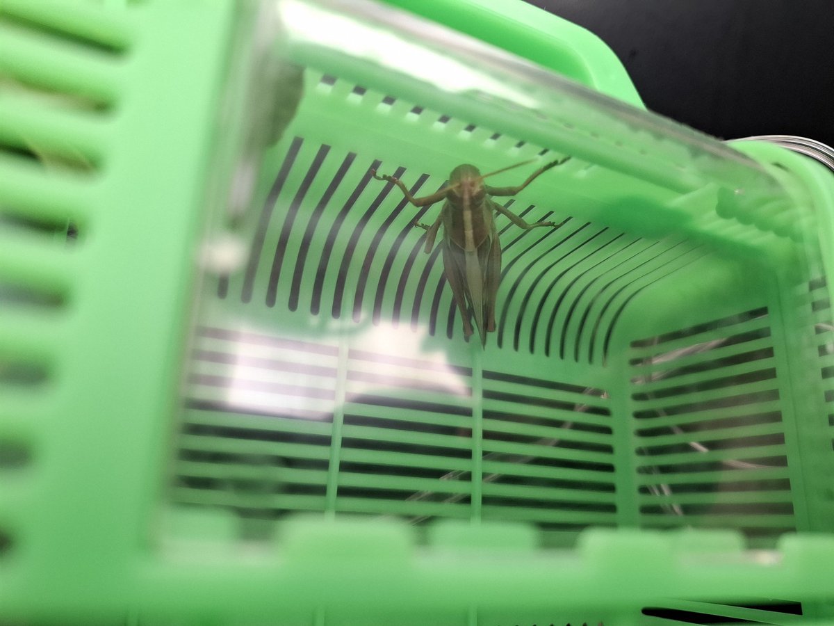 つ☆く☆る ᖰ😇ᖳ (@XYZ_tsukuru) / Posts / X