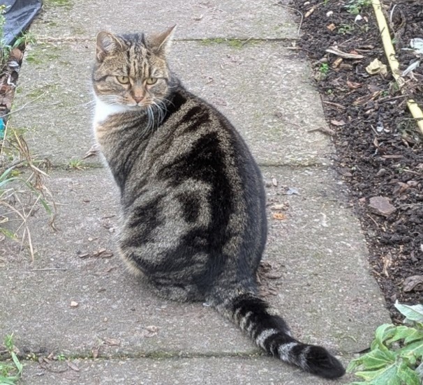Robert Allotment cat,now helped by Janet & Amanda tweet media