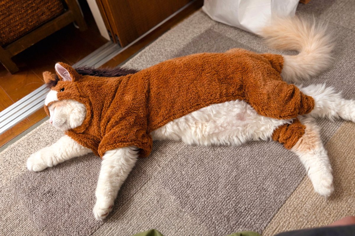 🌸 𝙎𝘼𝙆𝙐𝙍𝘼 🌸📸 (@sksk2291sksk) / Posts / X