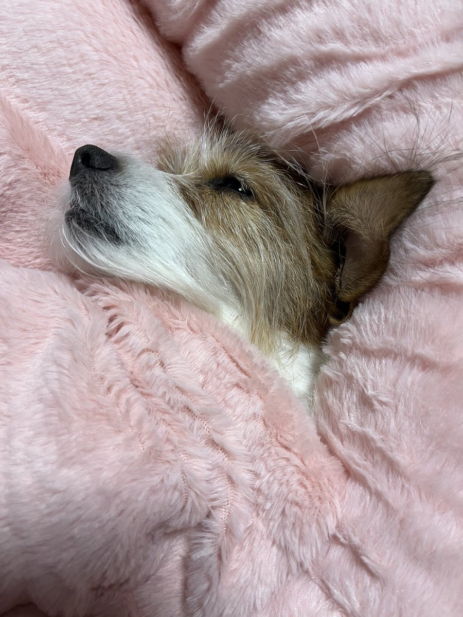 sumiresMom's tweet photo. やっぱり寝正月になっちゃった〜今年もよろしくお願い致します💕 https://t.co/jyH6oeu899