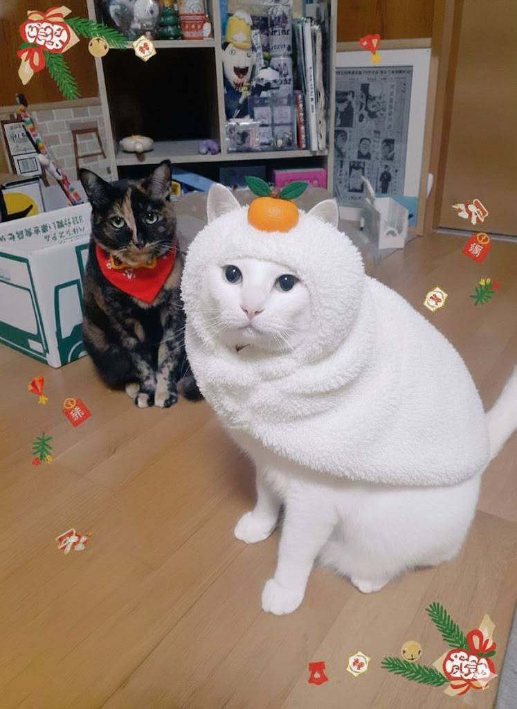 はるるん (@RNPrJ9xfX3PSoaA) / Posts / X