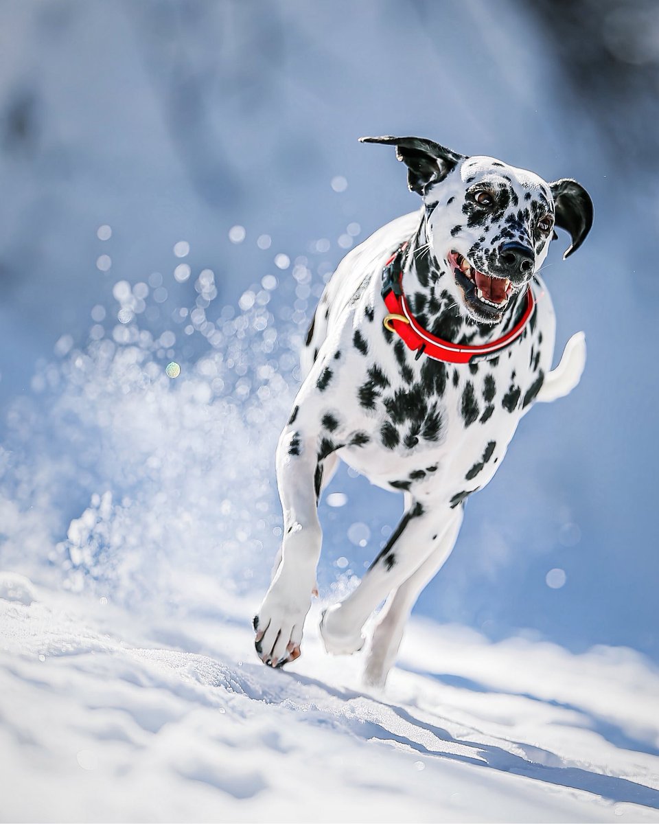 pandacross4wd's tweet photo. 10年前の今日の1枚
美しきダルさん
#ダルメシアン #dalmation #snowdog #元旦 #2016年 https://t.co/F4i6M7iJFv