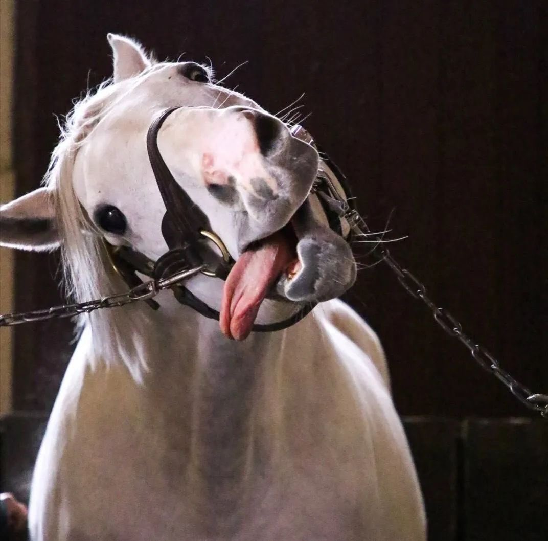 昨日大晦日なのにまだ30日だと思っていたバカです。
昨日慌ててポストしました。
新年明けましておめでとうございます☺️
今年も宜しくお願いいたします。
皆様良い一年になりますように☆。.:＊・゜
↓煽ってないですよw