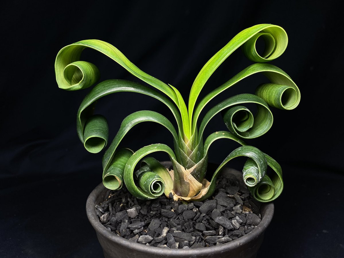 銘花クンシラン交配 テッサ×グロリア ELZA クンシラン銘花交配4点